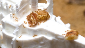 Nahaufnahme der Nusskerne auf dem Plateau vor der Zitadelle. (Ansicht von vorne-links-oben)