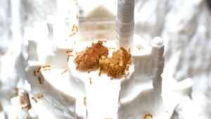 Nahaufnahme der Nusskerne auf dem Plateau vor der Zitadelle. (Ansicht von vorne-oben)