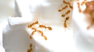 Nahaufnahme einiger Arbeiterinnen. Man kann erkennen, dass ein paar der Ameisen kleine Stücken von den Nüssen zurück zum Nest tragen.