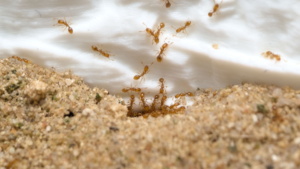Nahaufnahme der Basis der Festung. Die Ameisen haben dort einen Nesteingang angelegt und verlassen darüber das Nest zur Futterquelle und Tragen kleine Stückchen zurück.