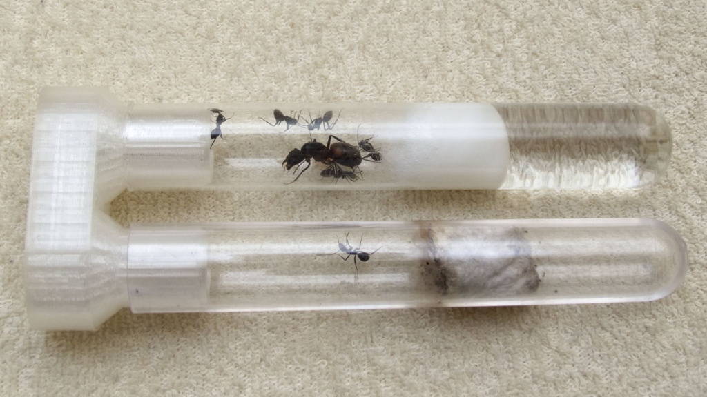 Camponotus cruentatus Ameisenkolonie in einem Reagenzglasnest, das über einen Adapter mit dem alten Reagengzlas verbunden ist.