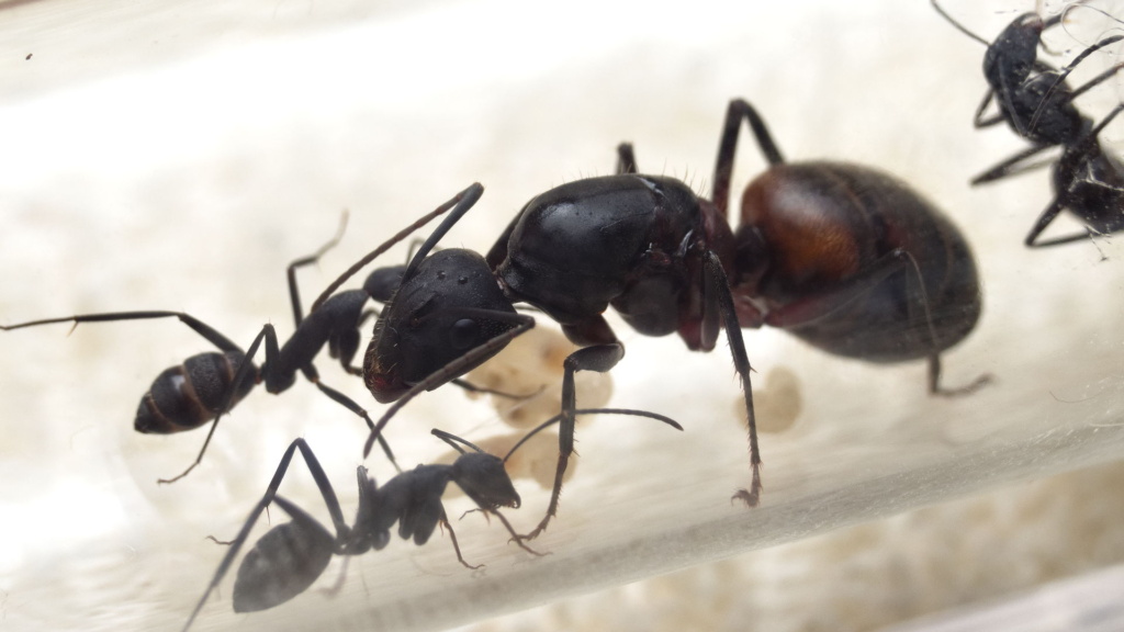 Nahansicht der Camponotus cruentatus Ameisenkolonie mit Brut und Königin.