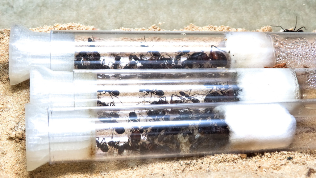Eine Camponotus cruentatus Ameisenkolonie bewohnt 3 Reagenzglasnester