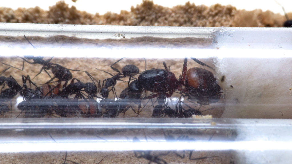 Nahansicht der Königin der Camponotus cruentatus Kolonie im Jahr 2024
