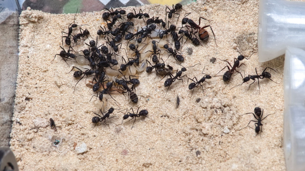 Mehrere Arbeiterinnen der Art Camponotus cruentatus haben Brut in die Arena/Outworld getragen, da diese beheizt wurde.