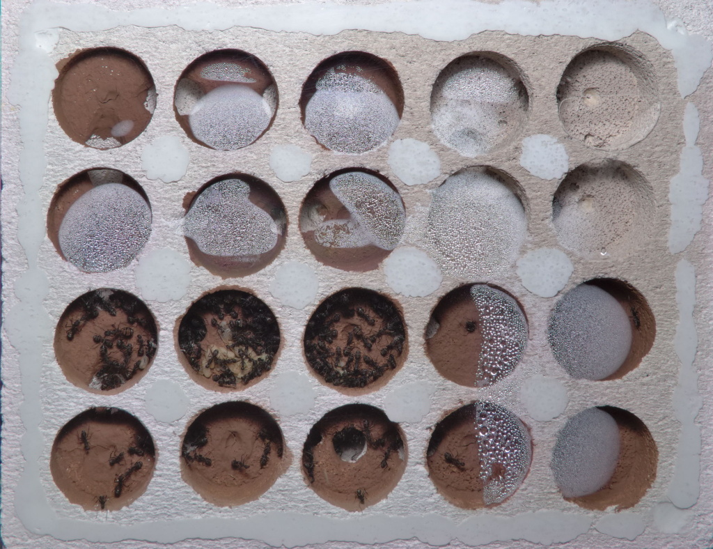 Sicht von oben auf das Ytongnest der Camponotus cruentatus Kolonie.