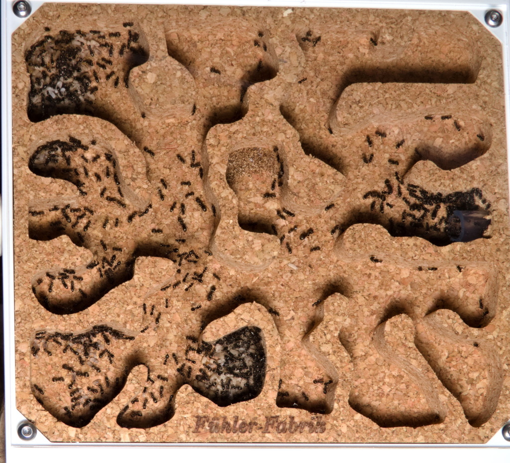 Ein Teil der Camponotus brevis Kolonie lebt nun im HomeForAnts Nest. Man erkennt auch 3 Brutkammern mit Eiern, Larven und Puppen.