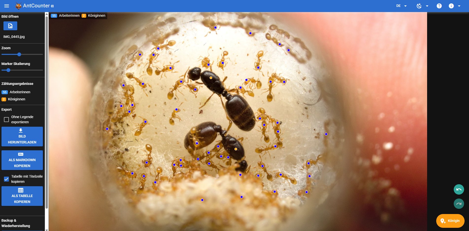 Screenshot der überarbeiteten AntCounter App. Es ist ein Bild einer Ameisenkolonie geöffnet und man sieht Marker auf den Arbeiterinnen und den beiden Königinnen.