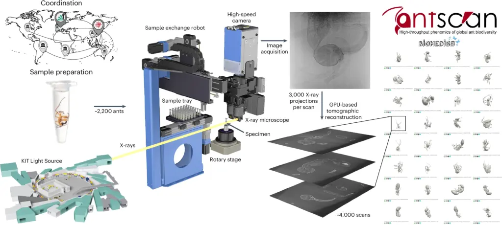 Infografik zum Antscan-Workflow: Probenaufbereitung, Synchrotron-Scanning am KIT Light Source mit Roboterarm, und 3D-Vorschaubilder der gescannten Ameisen in der Datenbank Quelle: Katzke et al. (2026), Nature Methods, doi.org/10.1038/s41592-026-03005-0, CC BY 4.0