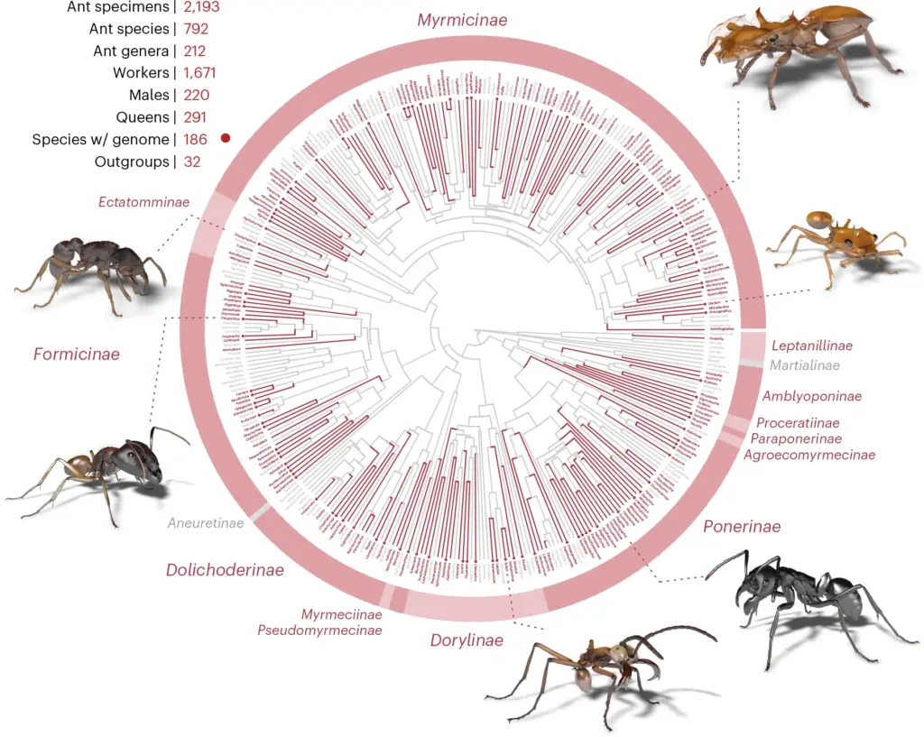 Phylogenetischer Stammbaum aller Ameisengattungen, rot markiert die in Antscan gescannten 212 Gattungen, grau die fehlenden; mit 3D-Modellen verschiedener Arten am Rand
