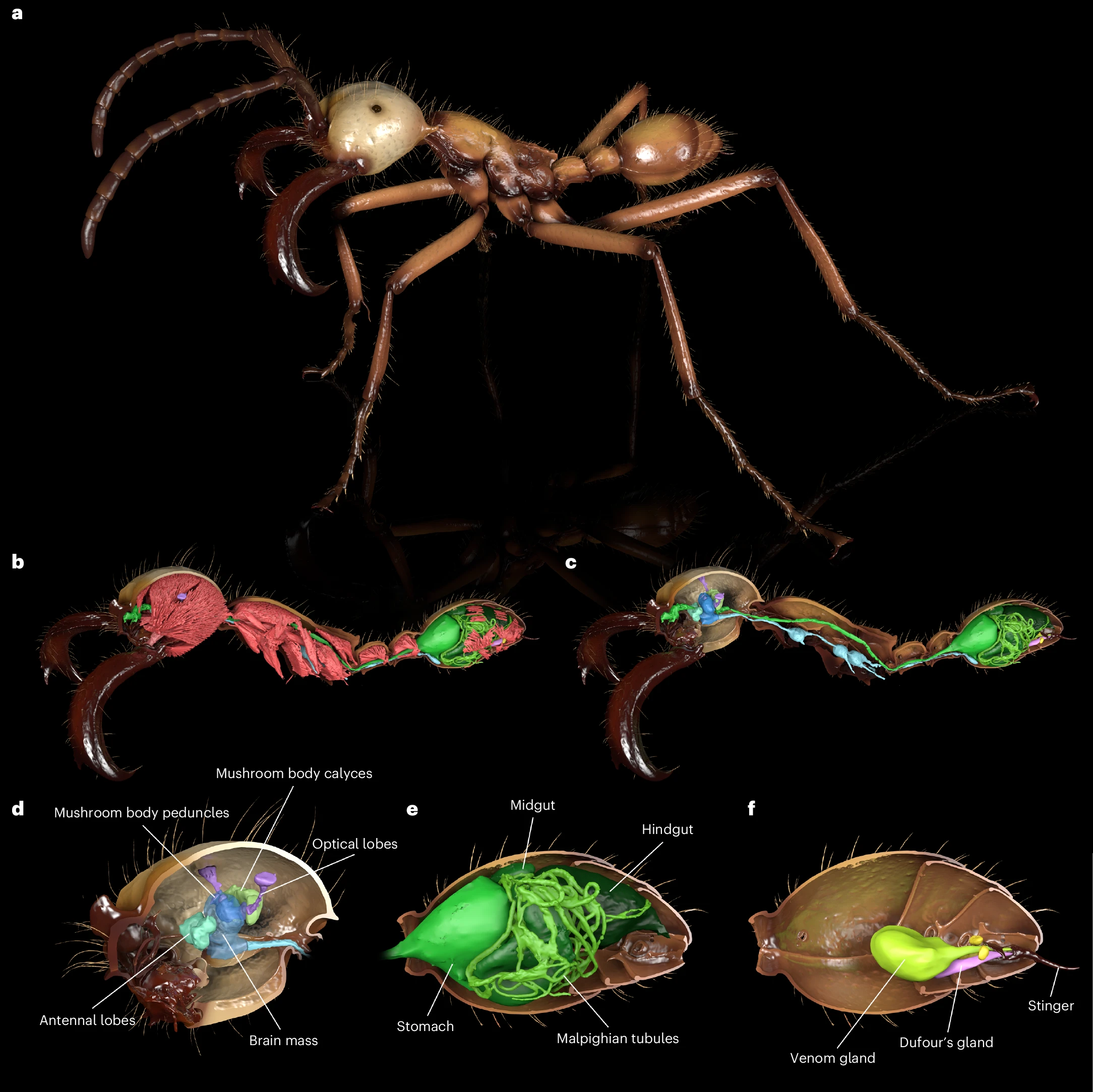 Segmentierte 3D-Darstellung einer Eciton hamatum Wanderameise: Außenansicht, Schnittbild mit roten Muskeln, grünem Verdauungstrakt und blauem Nervensystem, sowie Detailansichten von Gehirn, Darm und Stachel