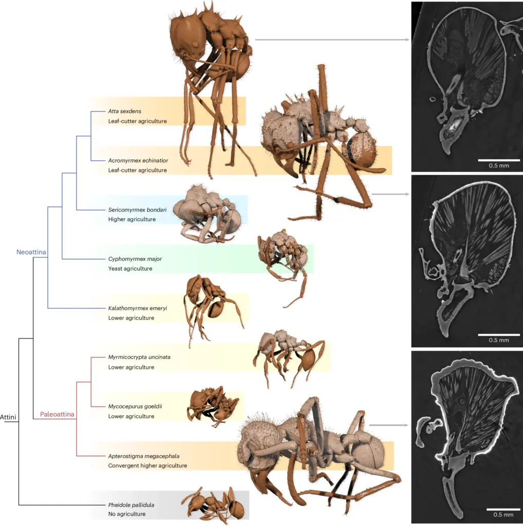 Vergleichende CT-Schnitte durch Cuticula verschiedener Attini-Ameisenarten, die mineralische Panzerungsschicht als helle Linie auf der Oberfläche sichtbar; dazu phylogenetischer Baum der pilzzüchtenden Ameisen