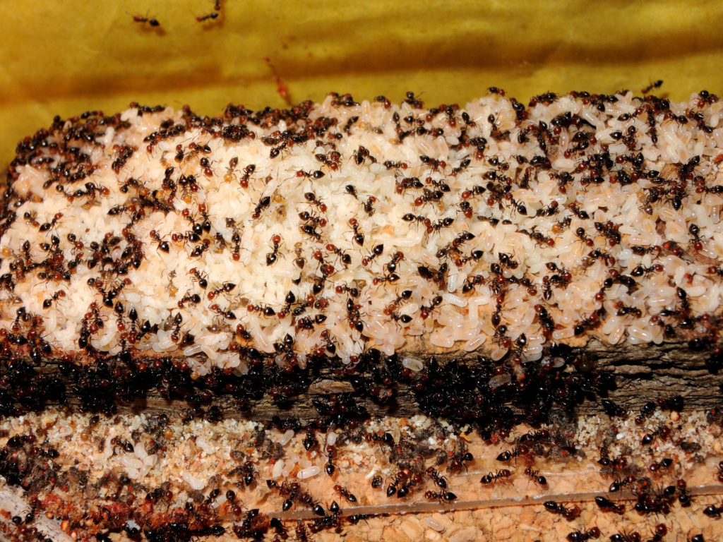 Crematogaster scutellaris lagern enorme Mengen Brut an der Oberfläche des Nests.