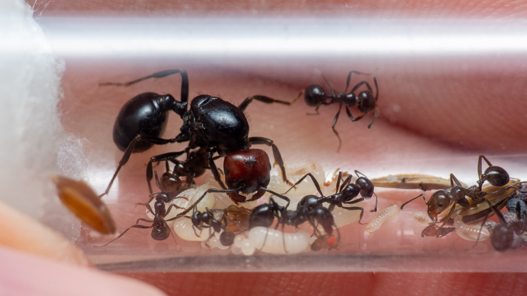 Kleine Messor angularis Kolonie in einem Reagenzglasnest