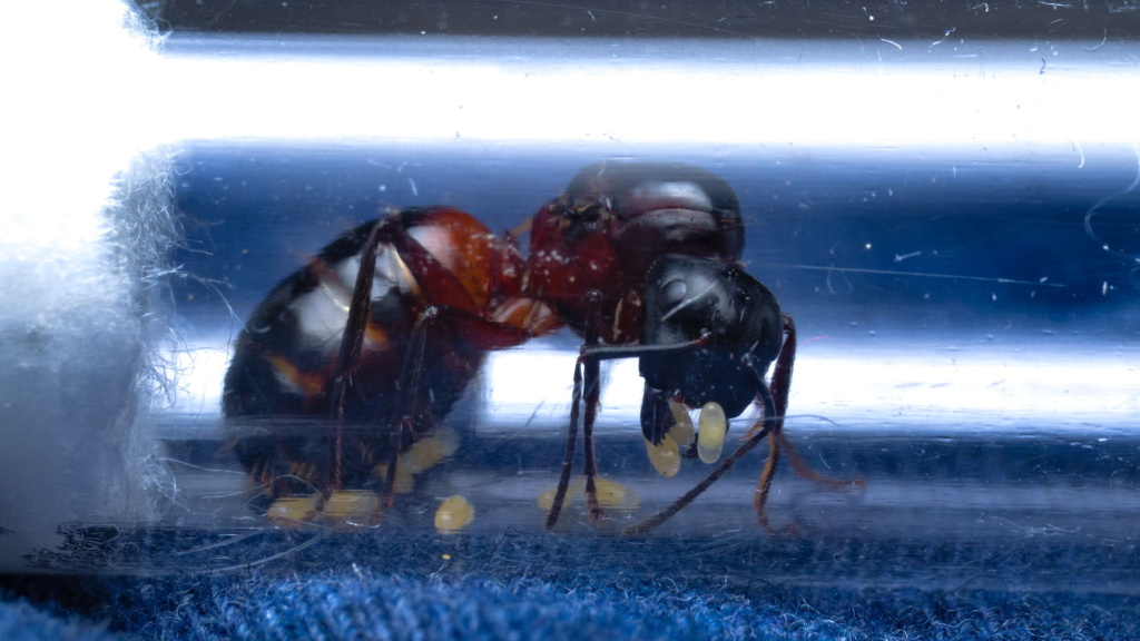 Eine Camponotus ligniperda Königin sitzt in ihrem Reagenzglasnest und hält drei Eier mit ihren Mandibeln fest.