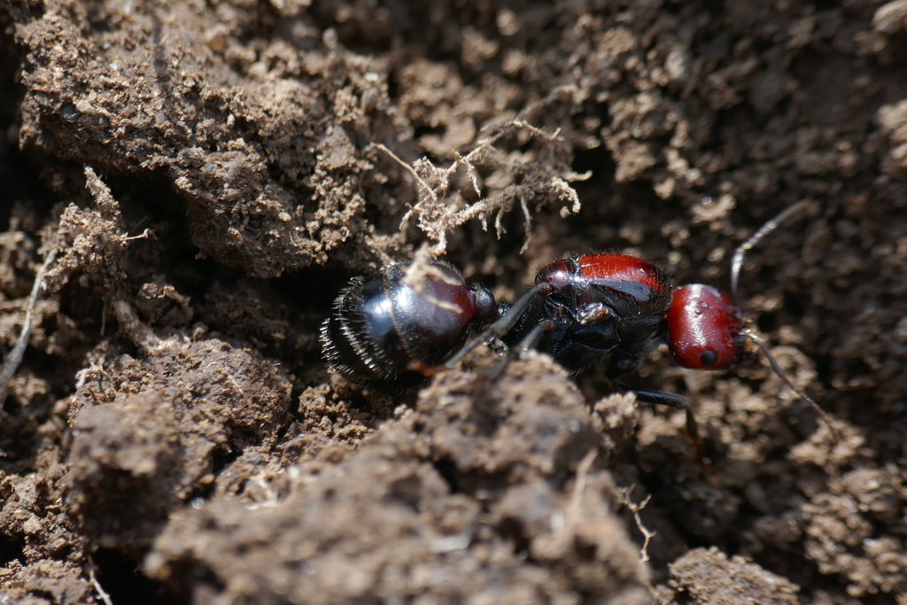 Flügellose Messor cephalotes Königin im Freiland