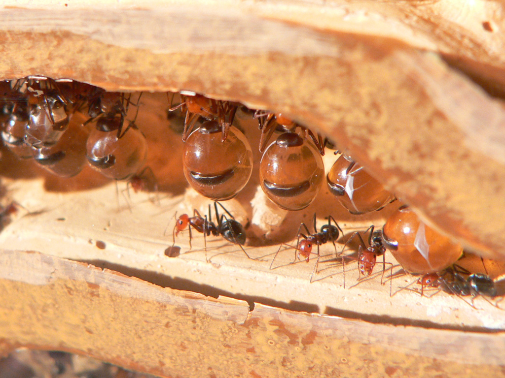 Repleten einer Honigtopfameisenkolonie (Gattung Myrmecocystus) hängen von der Decke des Nests herab. Foto von Greg Hume CC-BY-2.5.