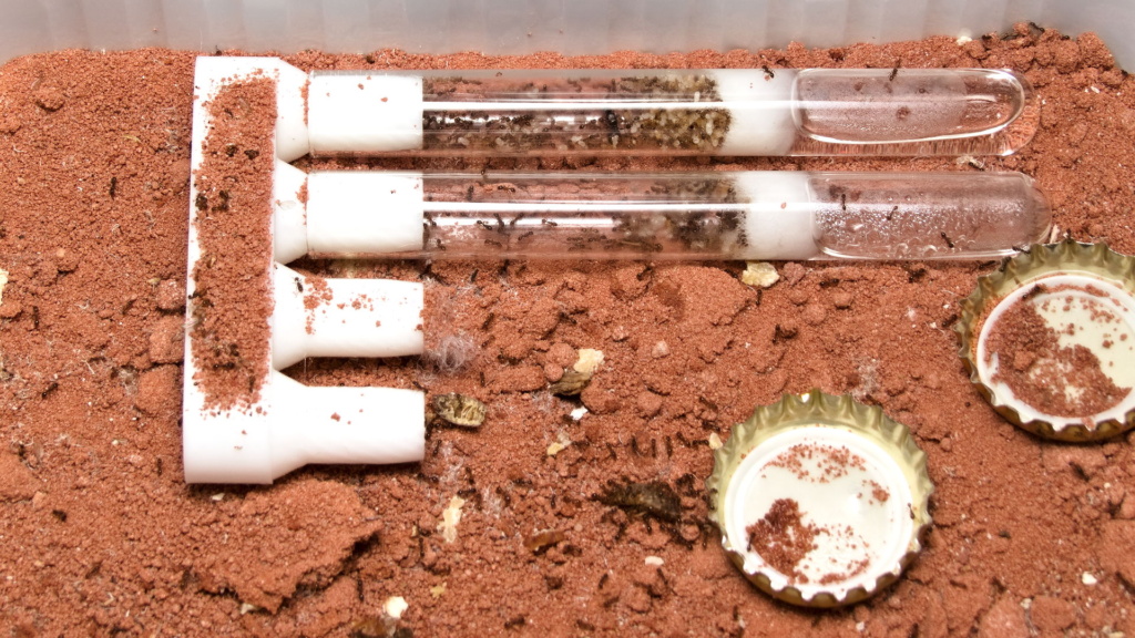 Tetramorium sp. (caespitum/impurum Komplex) in mehreren Reagenzglasnestern, die über ein 3D-gedrucktes Verbindungsstück miteinander verbunden sind. Ich nannte das damals "Formibridge"
Ungenutzte Anschlüsse konnten mit Watte verschlossen werden und einer blieb natürlich als Nesteingang offen.