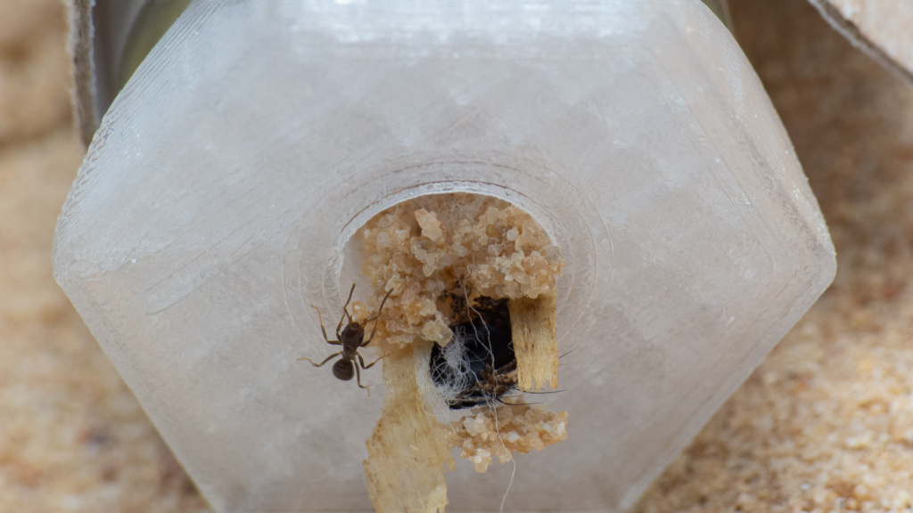 Reagenzglaseingang einer Lasius sp. ist mit einem TPU-Stopfen verschlossen worden. Selbst der deutlich kleinere Eingang wurde noch weiter mit Sand und anderem Baumaterial verkleinert.