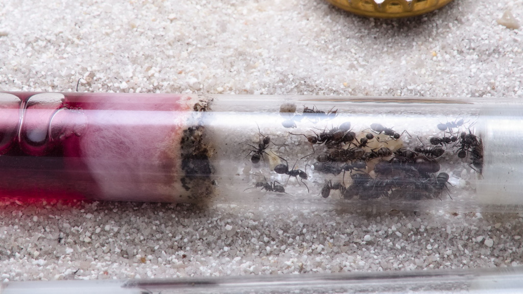 Camponotus novogranadensis Kolonie in einem Reagenzglasnest dessen Wasserreservoir sich stark rot verfärbt hat. Umziehen wollten sie trotzdem nicht und die Kolonie ist mittlerweile mehrere hundert Tiere groß.