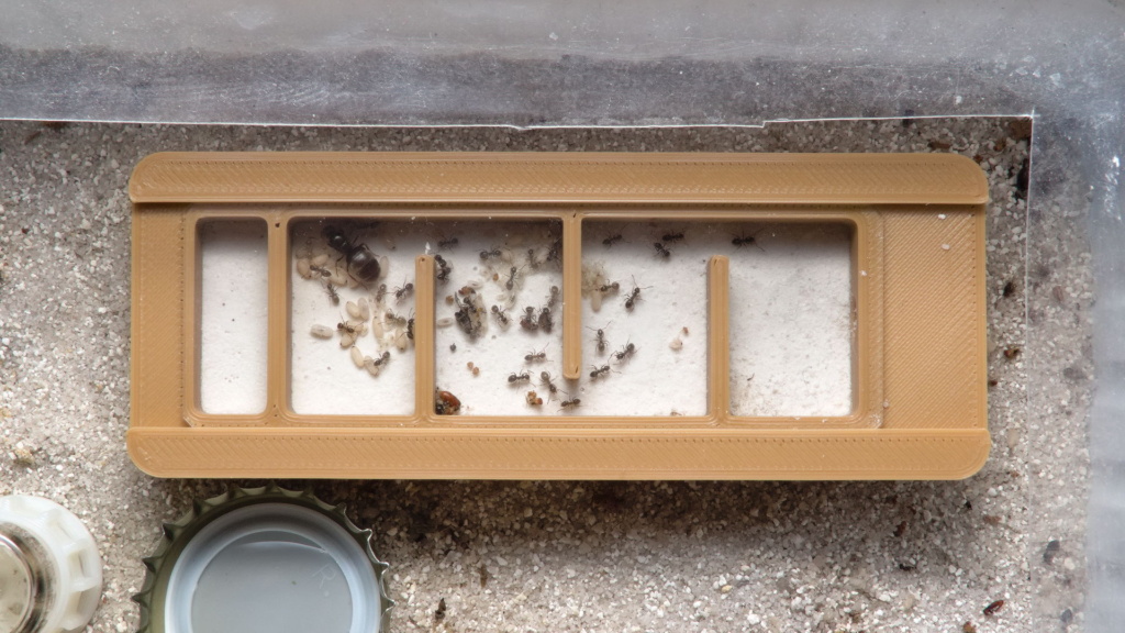 Sieben Monate alte Lasius niger Kolonie in einem kleinen 3D-gedruckten Nest mit Gipsboden.