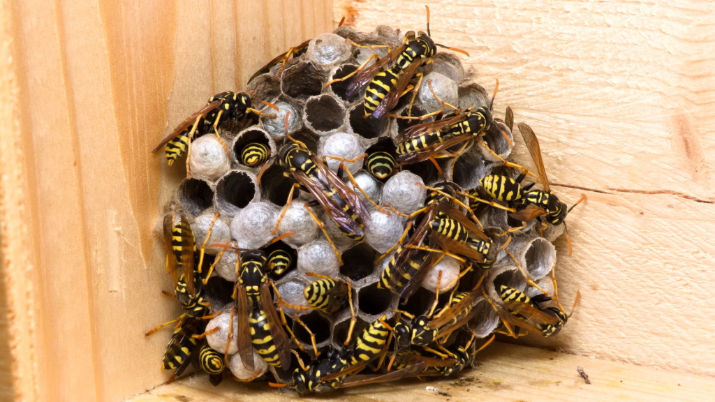 Feldwespennest (Polistes dominula) mit mehreren Wespen.