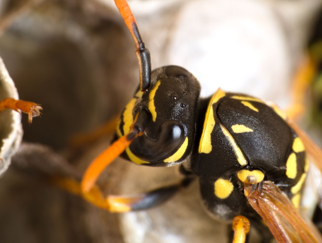 Nahaufnahme des Kopfes einer Polistes dominula Wespe. Man erkennt die 3 Stirnaugen (Ocelli) sehr gut.