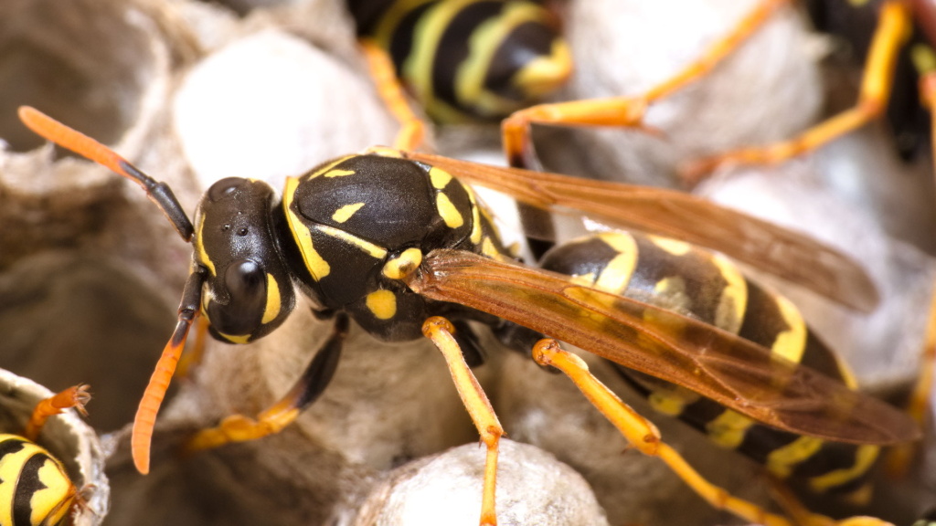 Nahaufnahme einer Polistes dominula Wespe im Profil