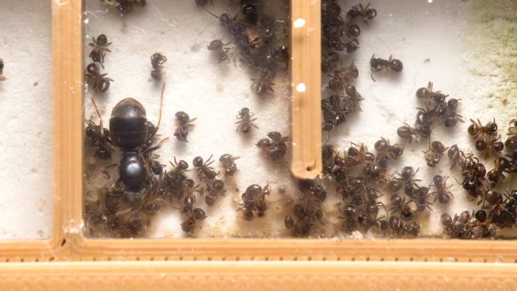 Lasius niger Kolonie mit toten Arbeiterinnen in einem 3D-Nest mit Gipsboden.